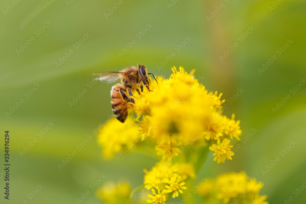 Bee on flower Bee on flower
