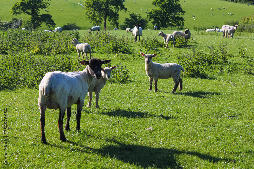 Sheep in a field in North Devon Sheep in a field in North Devon
