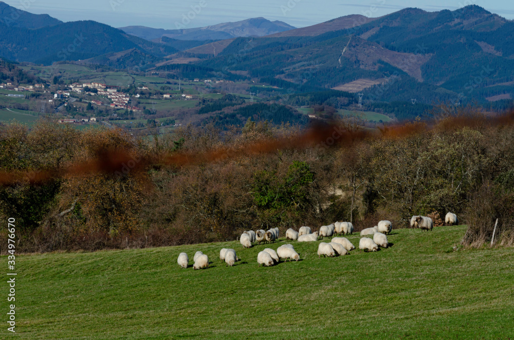  sheep grazing