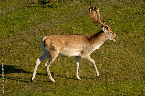 A fallow deer walks in the grass  next to a river in the sun  the Netherland