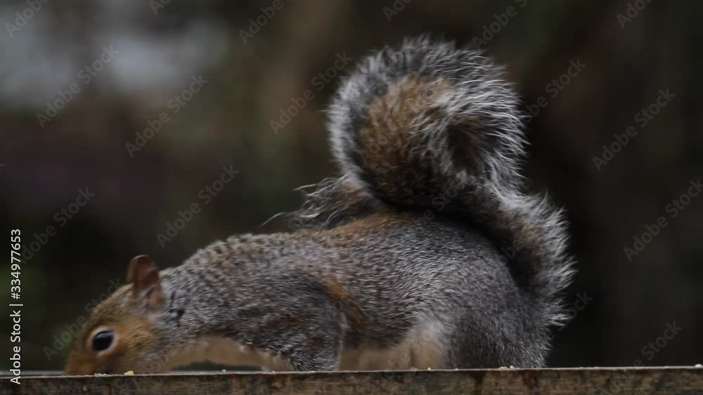 Grey Squirrel, Sciurus carolinensis, on bird table. UK Grey Squirrel, Sciurus carolinensis, on bird table. UK