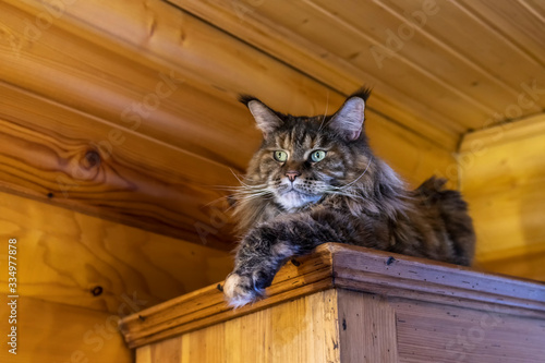 Portrait whiskered Maine Coon cat. Fluffy big cat with long tassels on the ears is lying on the wardrobe, woody rustic background