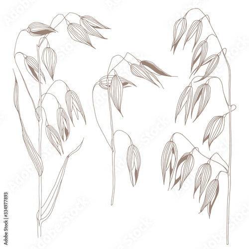Oats.Sketch.Hand drawn outline vector illustration, isolated floral elements for design on white background.
