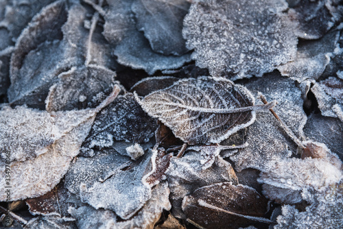 Frozen leaf with the morning white frost. When autumn is slowly changing to winter season.  photo