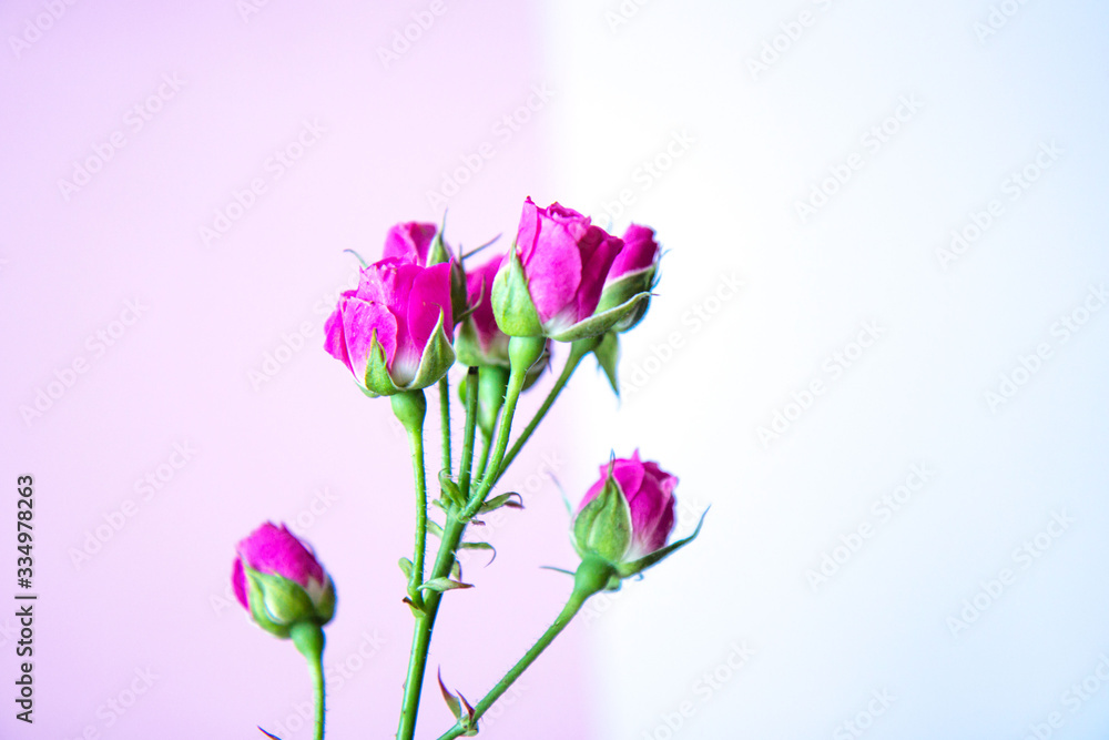 Flowers on a colored background. Flat lay