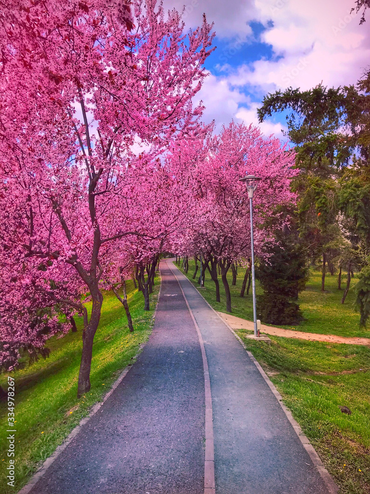 Cherry tree blossom explosion in park