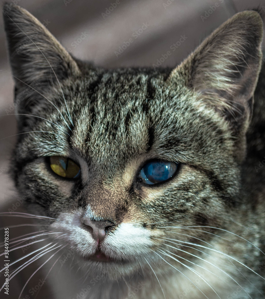 Obraz premium gato ojos