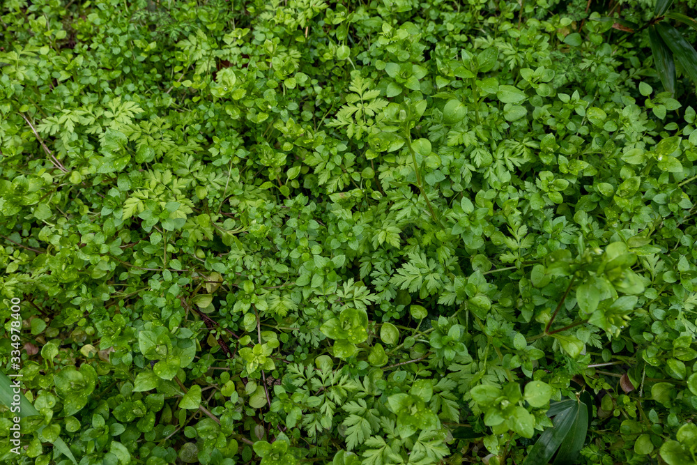 A small green clover growing thickly in a wetland.