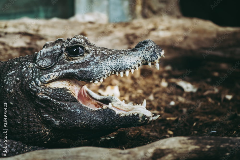 Obraz premium Portrait d'un crocodile nain d'Afrique