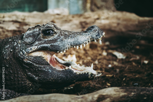 Portrait d'un crocodile nain d'Afrique