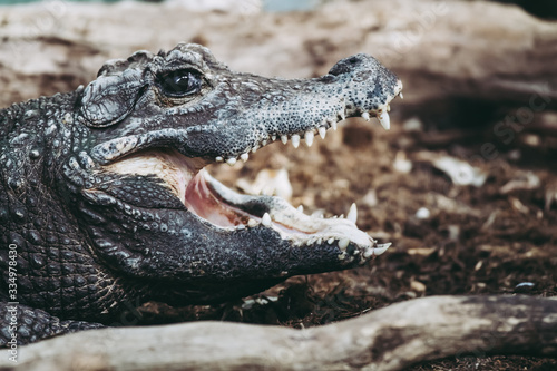 Portrait d un crocodile nain d Afrique