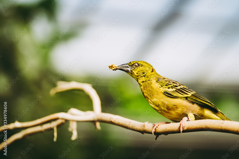 Obraz premium Tisserin gendarme, oiseau jaune de la famille des passereaux