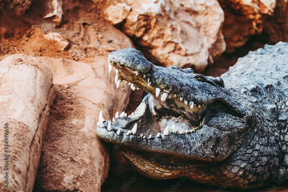Fototapeta premium Crocodile du Nil avec la gueule ouverte