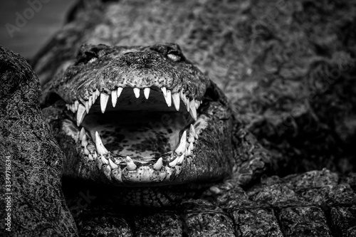 Impressionnante mâchoire d'un Crocodile du Nil
