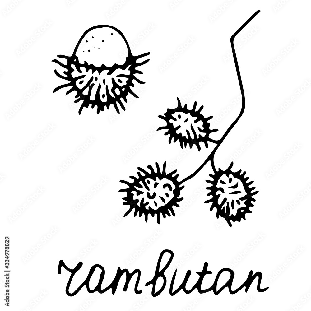 Hand drawn vector isolated food icon. Black outline illustration of tropical fruit. Rambutan icon. Hand drawn vector isolated food icon. Black outline illustration of tropical fruit. Rambutan icon.
