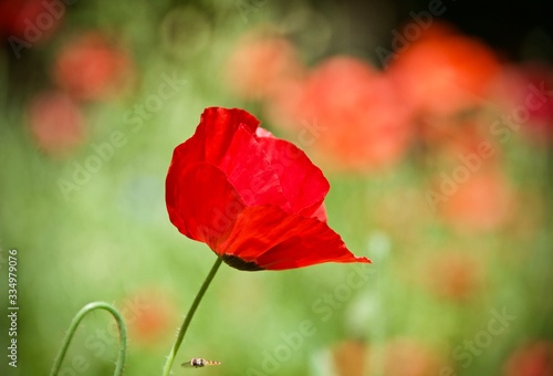 Red Poppy in the Wild Meadow