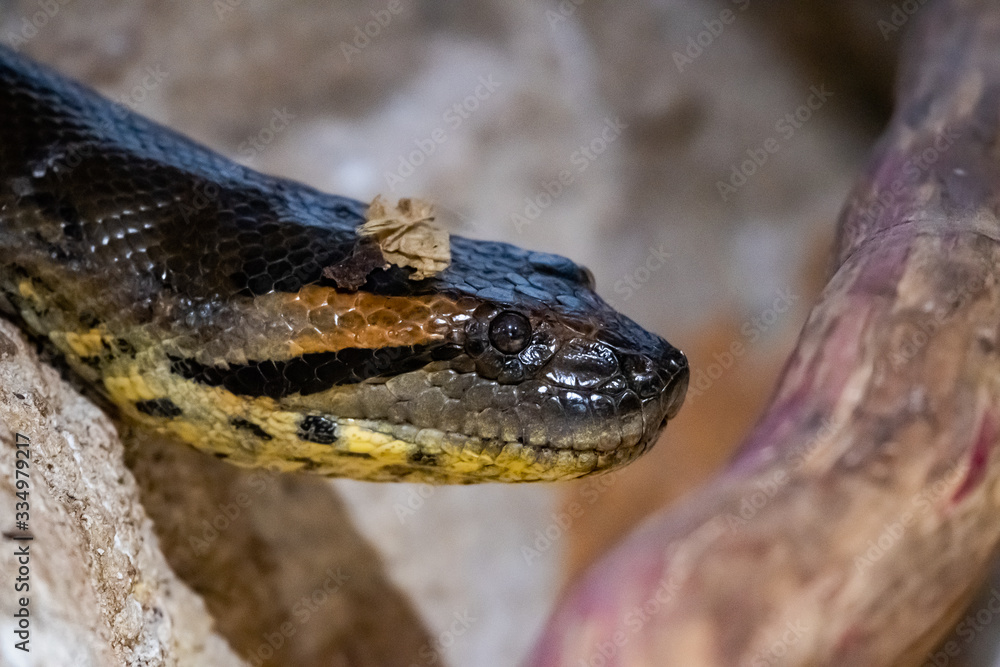 Fototapeta premium Portrait d'un tout petit serpent coloré