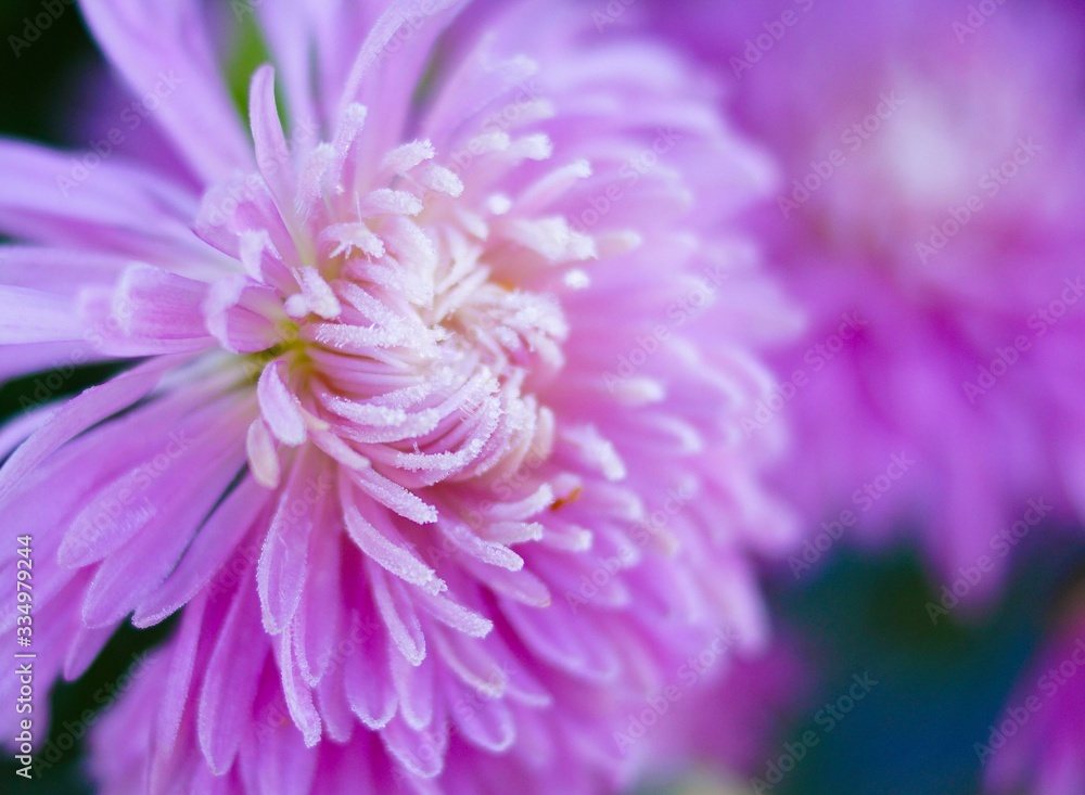 chrysanthemums in hoarfrost chrysanthemums in hoarfrost