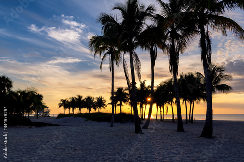 Palm trees on Miami Beach at sunrise in South Beach  Florida