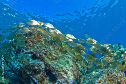 School of fish in the Mediterranean. Underwater scenery.