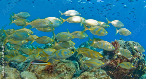 School of fish in the Mediterranean. Underwater scenery. © A. Martin UWphoto