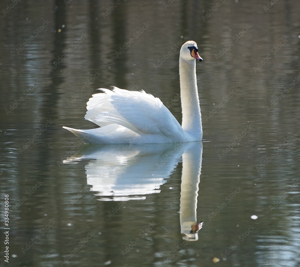 Fototapeta premium Schwan beim Flanieren