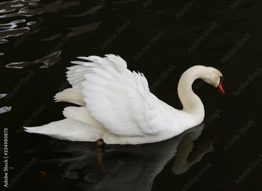 Fototapeta premium Schwan