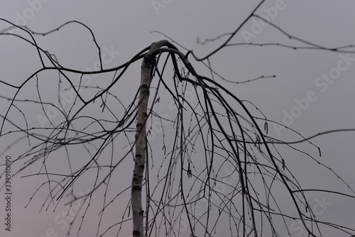 Tablou pe pânză branchy birch on a background of cloudy sky