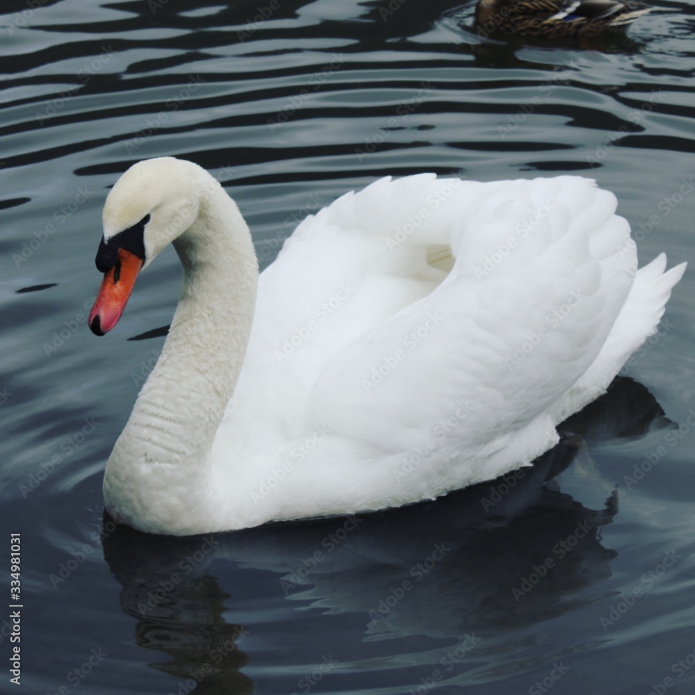 Obraz premium Schwan