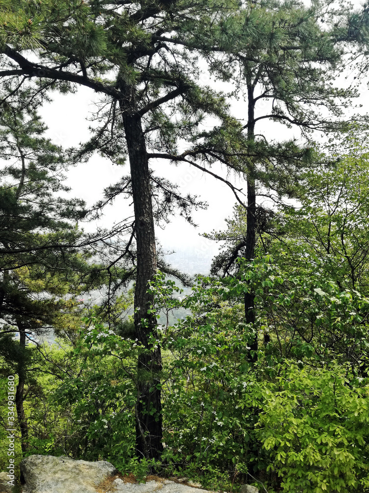 Fototapeta premium Beautiful scenic Landscape. View of mountains through pine trees.