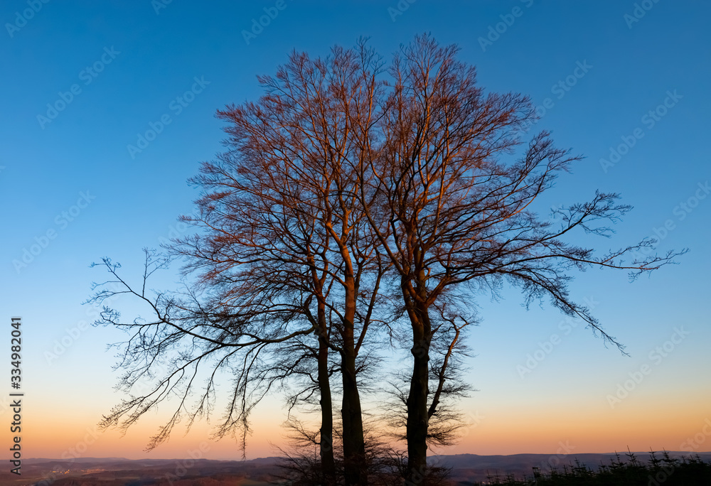 Sauerland Baumgruppe Buchen Beech Fagus Abendsonne warmes Licht Sonnenuntergang Atmosphäre Familie Stammbaum Äste verzweigen Filigran Struktur Wurzeln Höhenflug Neuenrade Altena Trauer Sehnsucht Sauerland Baumgruppe Buchen Beech Fagus Abendsonne warmes Licht Sonnenuntergang Atmosphäre Familie Stammbaum Äste verzweigen Filigran Struktur Wurzeln Höhenflug Neuenrade Altena Trauer Sehnsucht