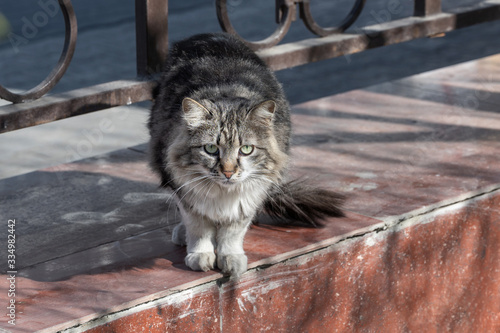 Cute stray fluffy gray cat with big eyes in a city park. curious cat with a beautiful tail