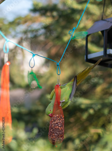 Green parrot on a tree