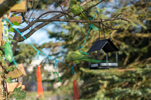 Green parrot on a tree