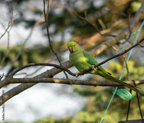 Green parrot on a tree