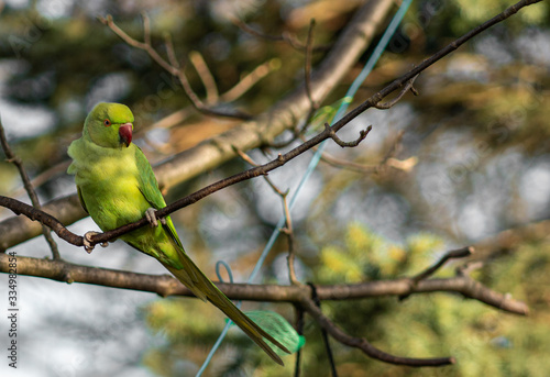 Green parrot on a tree