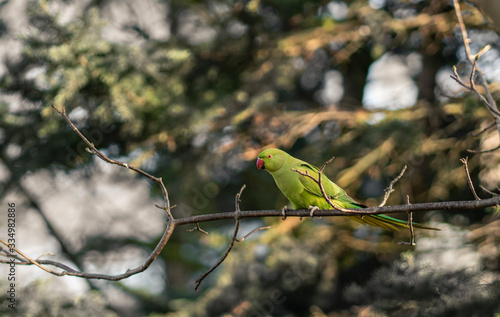 Green parrot on a tree