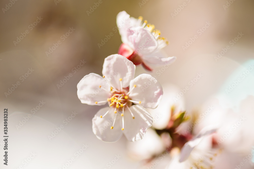 macro photo of apricot flowers petals and stamens beautifully bokeh on the background macro photo of apricot flowers petals and stamens beautifully bokeh on the background