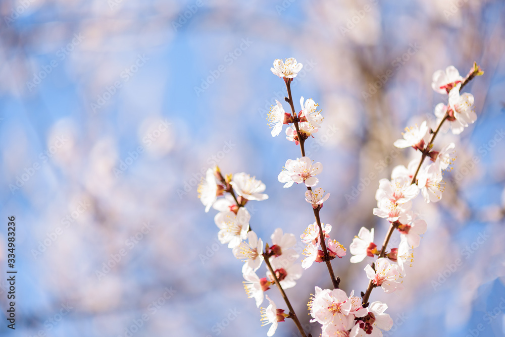 early spring branch with blooming apricot on a background of blue sky horizontal photo