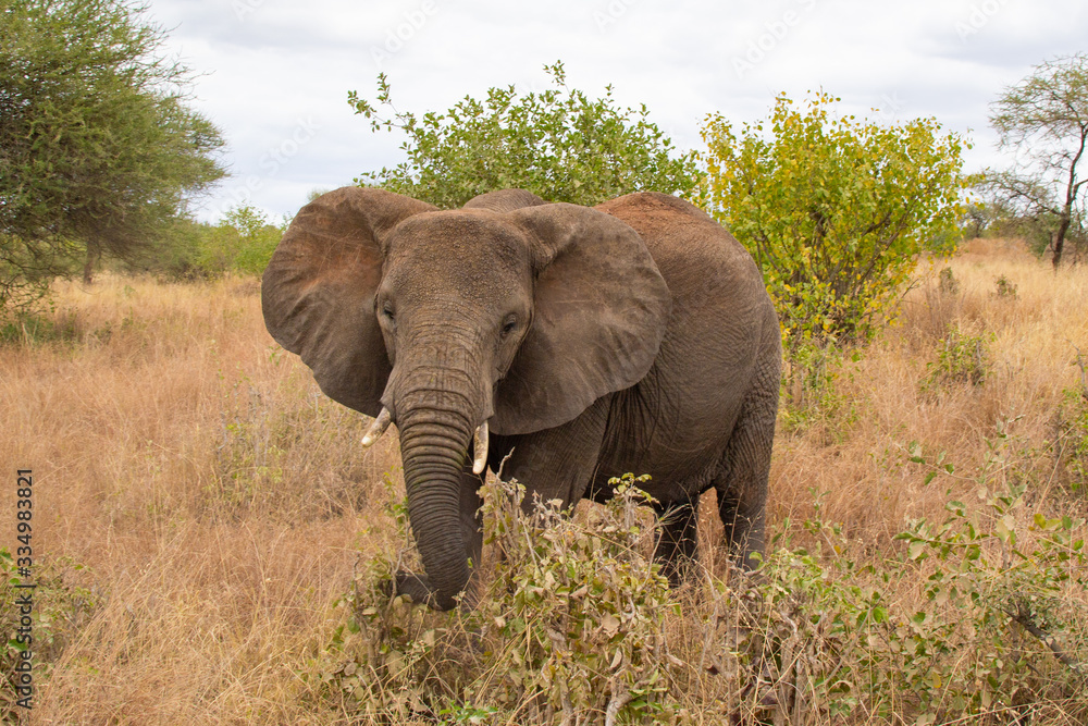 Elephant walking in the savannah of Tarangire National Park, in Tanzania