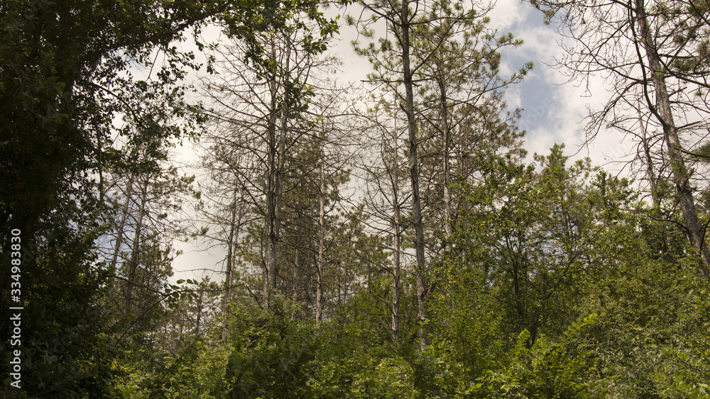 Fototapeta premium bosco