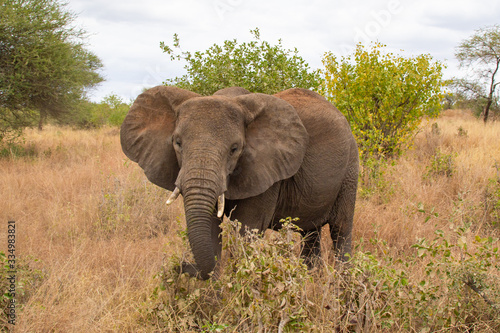 Elephant walking in the savannah of Tarangire National Park  in Tanzania