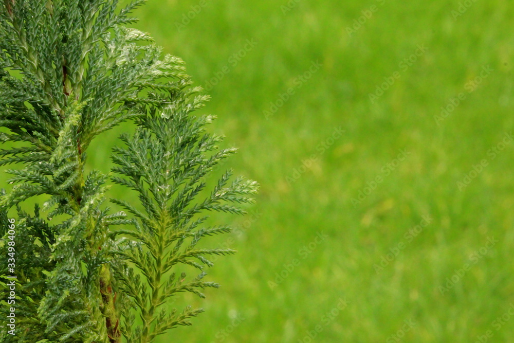 A shallow depth of field photograph of a small conifer plant with green lawn out of focus background. Copy space. A shallow depth of field photograph of a small conifer plant with green lawn out of focus background. Copy space.