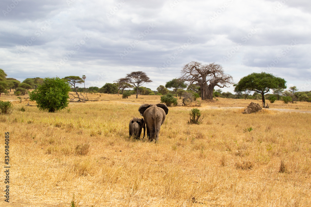 Naklejka premium Female elephant taking care of her babies on the savanna of Tarangire National Park, in Tanzania