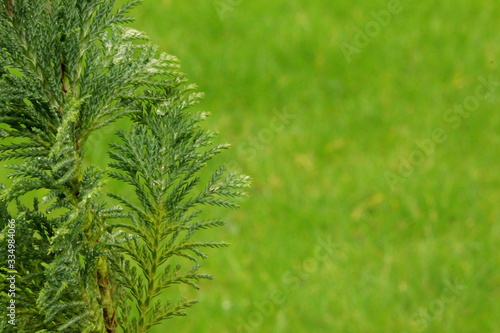 A shallow depth of field photograph of a small conifer plant with green lawn out of focus background.  Copy space. 