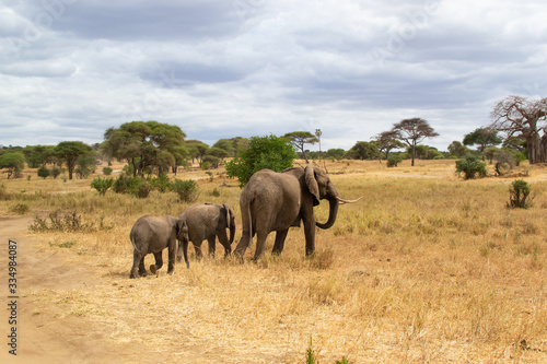 Female elephant taking care of her babies on the savanna of Tarangire National Park, in Tanzania