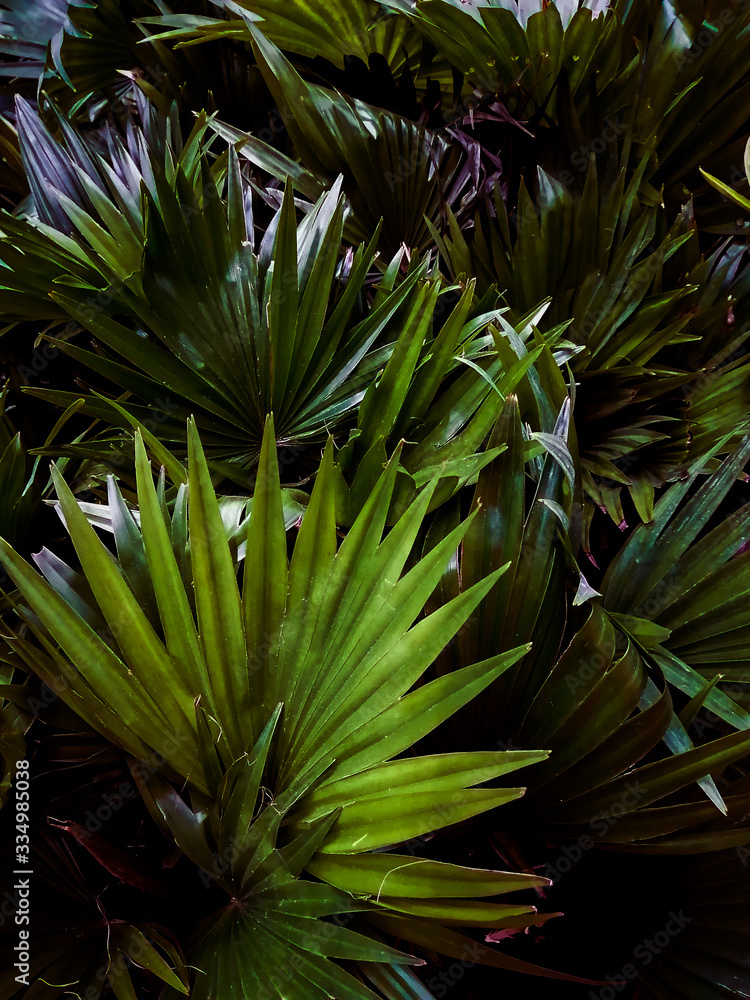 Fototapeta premium dense background of beautiful palm leaves close up