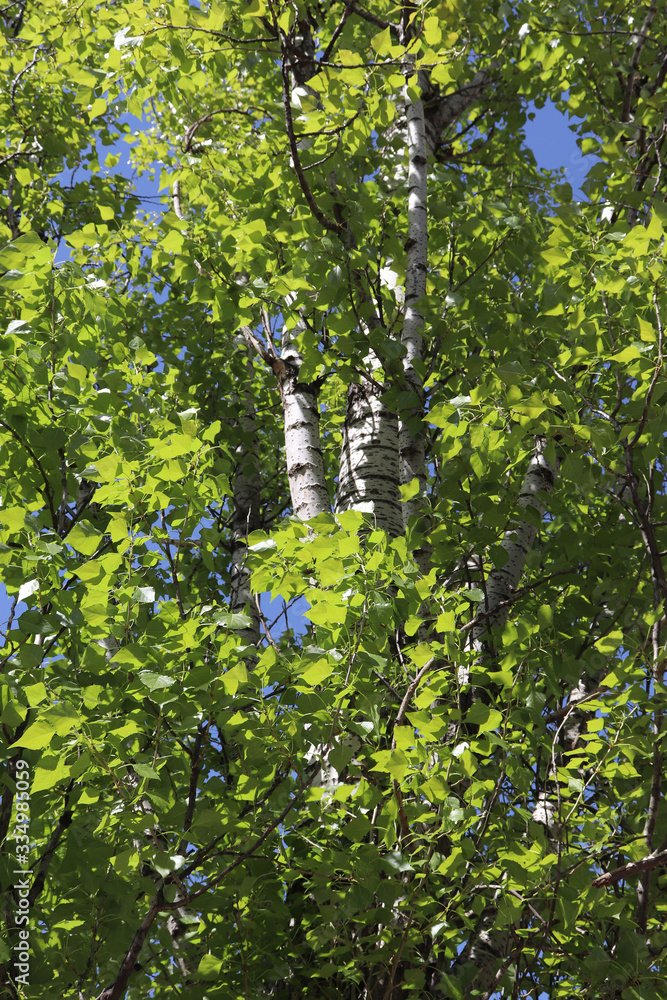 green leaves of tree in spring green leaves of tree in spring