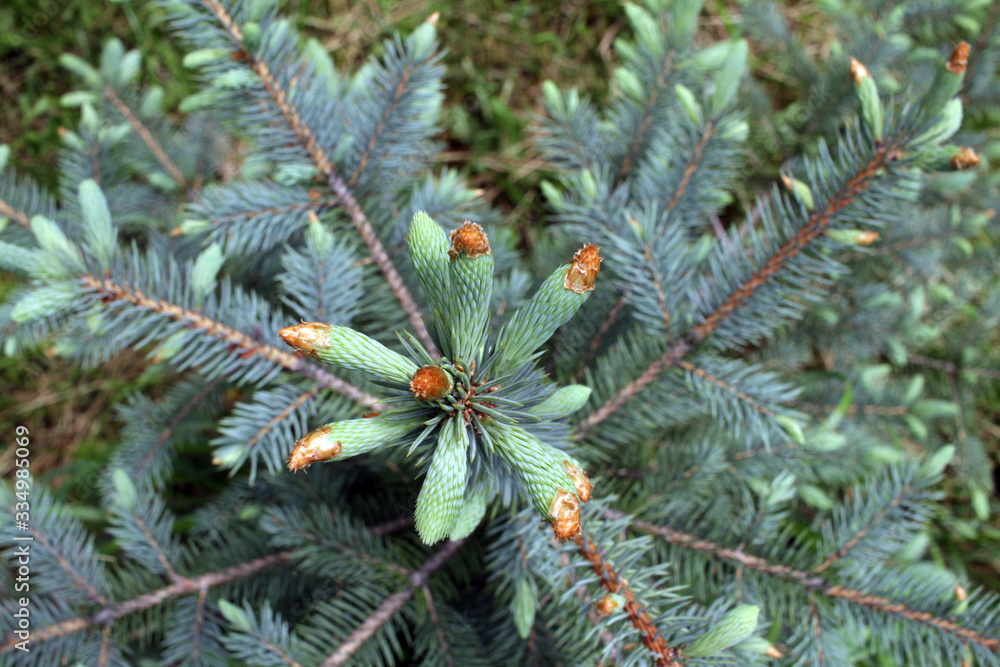 Fototapeta premium Pine tips. Evergreen tree with young tips