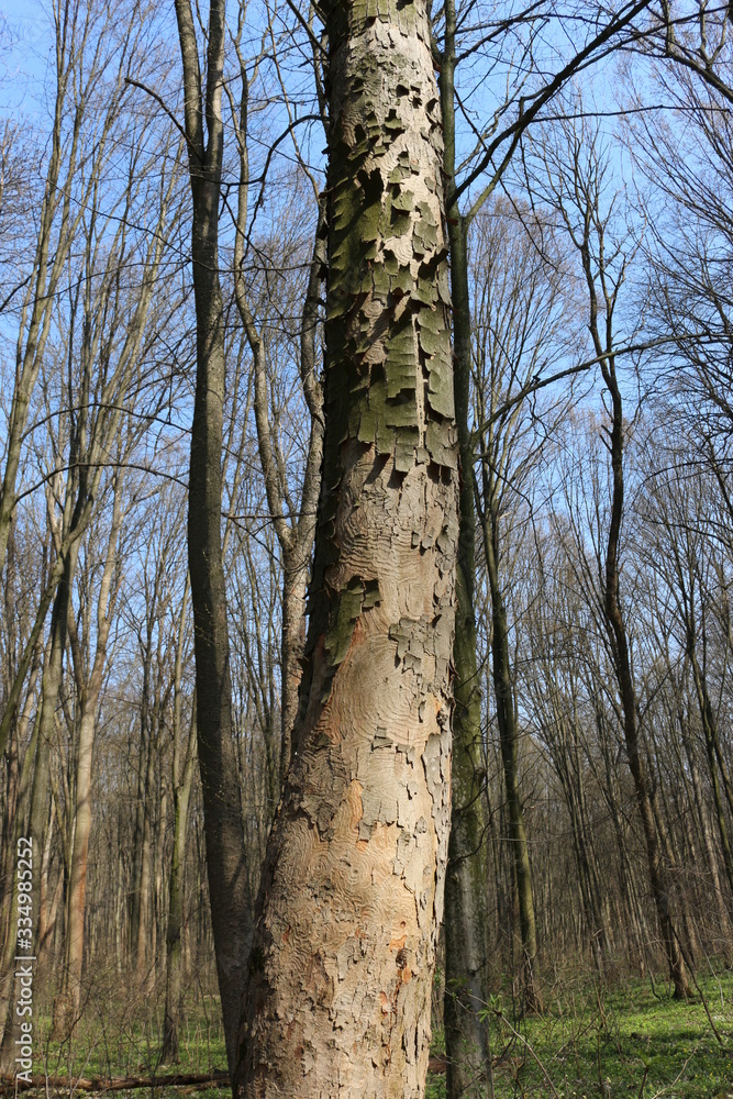 Fototapeta premium Bark falls away from a dry tree, exposing its trunk
